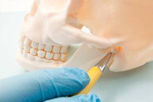 pen pointing to TMJ on skull