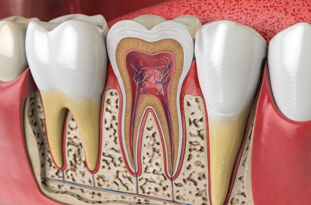 illustration of roots in tooth